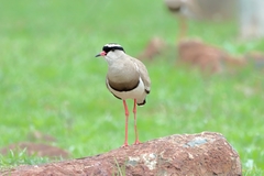 Vanellus coronatus
