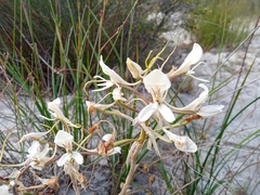 Disa draconis