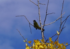 Spizixos semitorques