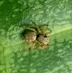 Menemerus bivittatus