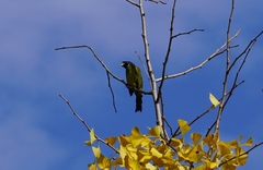 Spizixos semitorques