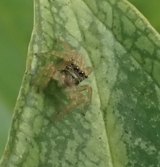 Menemerus bivittatus