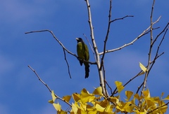 Spizixos semitorques