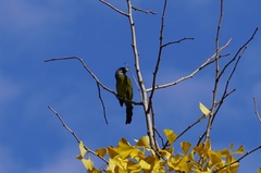 Spizixos semitorques