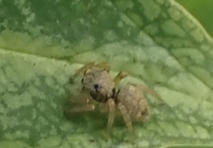 Menemerus bivittatus