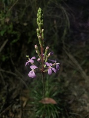 Stylidium productum