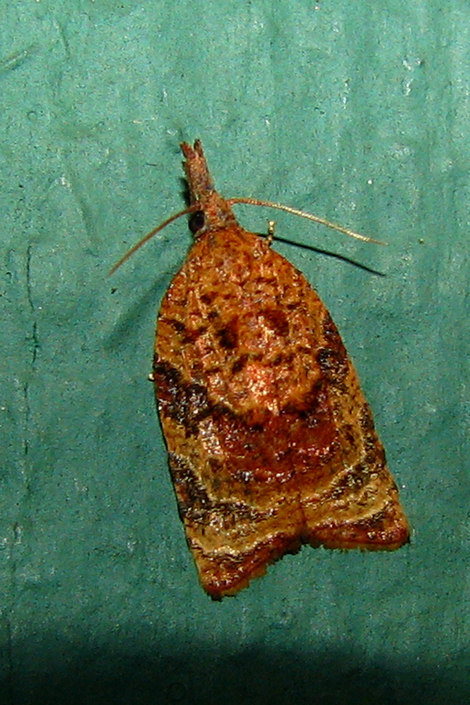 Platynota