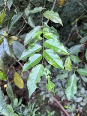 Ventilago leiocarpa