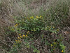 Rhynchosia caribaea
