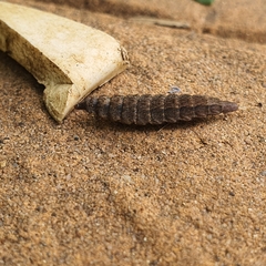 Stratiomyomorpha