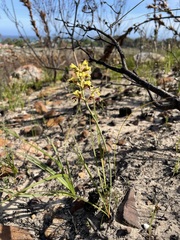 Tritoniopsis parviflora