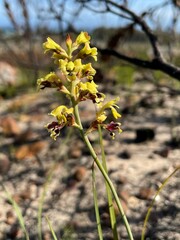 Tritoniopsis parviflora