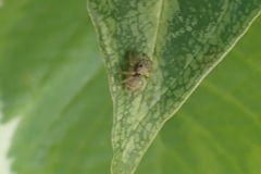 Menemerus bivittatus