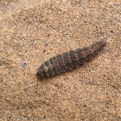 Stratiomyomorpha