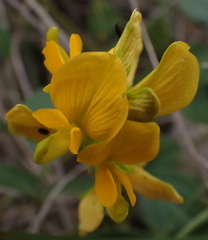 Rhynchosia caribaea