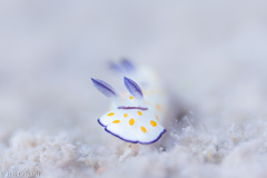 Goniobranchus annulatus