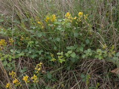 Rhynchosia caribaea