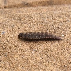 Stratiomyomorpha