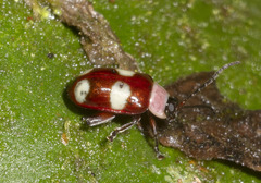 Omophoita