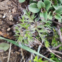 Pulsatilla albana