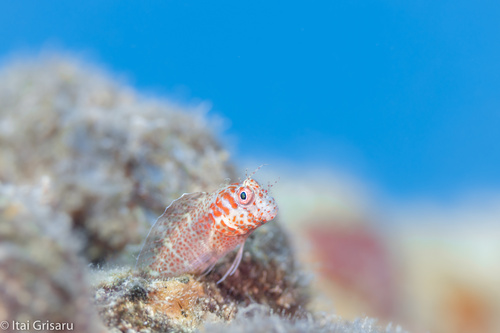 Mimoblennius cirrosus observed 2022-11-05