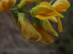 Rhynchosia caribaea