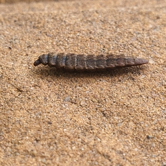 Stratiomyomorpha