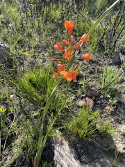 Pillansia templemannii