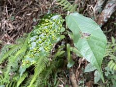 Ficus irisana