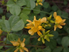 Rhynchosia caribaea