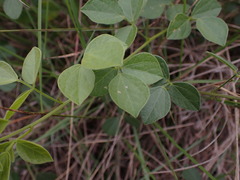 Rhynchosia caribaea