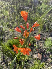 Pillansia templemannii