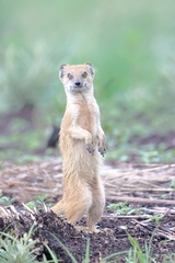 Cynictis penicillata