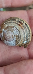 Cepaea nemoralis