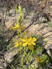 Moraea ramosissima