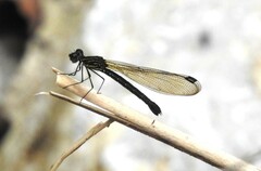 Aristocypha fenestrella