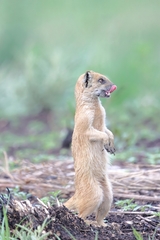 Cynictis penicillata