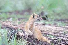 Cynictis penicillata