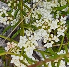 Platysace ericoides