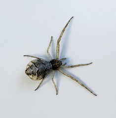 Tmarus angulatus