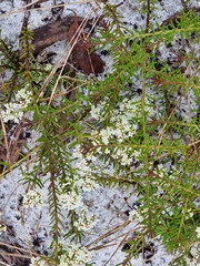 Platysace ericoides