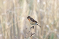 Saxicola torquatus