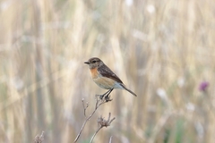 Saxicola torquatus
