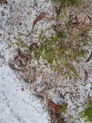 Platysace ericoides