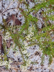 Platysace ericoides