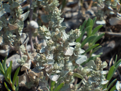 Atriplex leucophylla