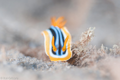 Chromodoris quadricolor