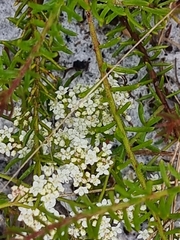 Platysace ericoides