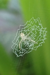 Argiope anasuja