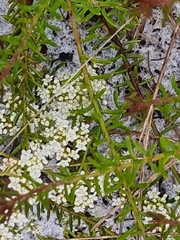 Platysace ericoides